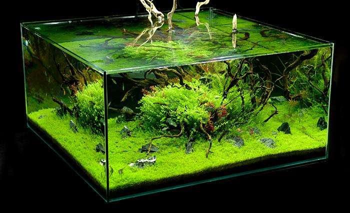 波西亞時光魚缸養魚技巧_養魚技巧_養魚技巧和方法