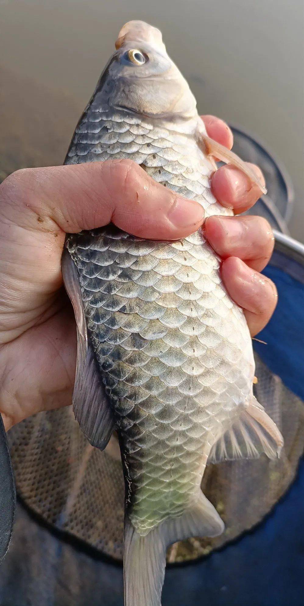 冬天釣魚_釣魚冬天怎么釣_釣魚冬天釣深水還是釣淺水
