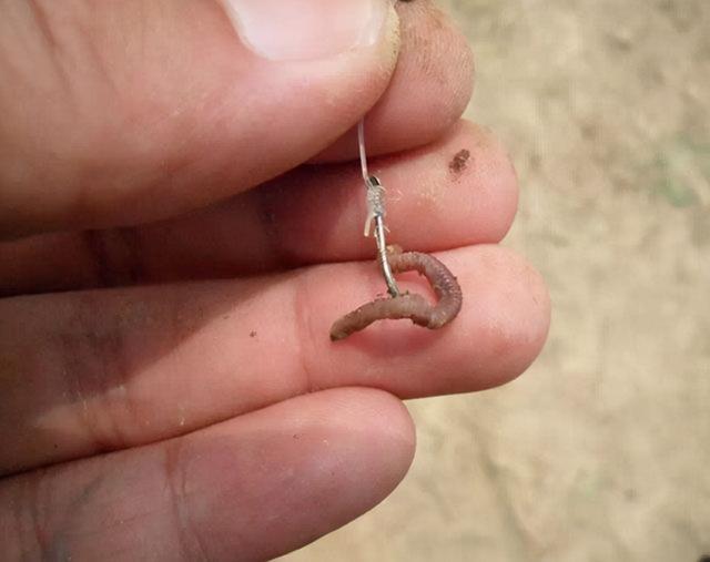 冬天釣魚_釣魚冬天用腥味還是香味餌料_釣魚冬天打窩多久能釣到魚