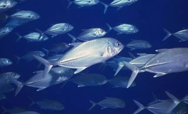 血鸚鵡魚_血鸚鵡魚好養嗎_血鸚鵡魚變白了怎么辦