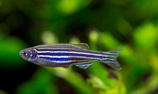 血鸚鵡魚變白了怎么辦_血鸚鵡魚好養嗎_血鸚鵡魚