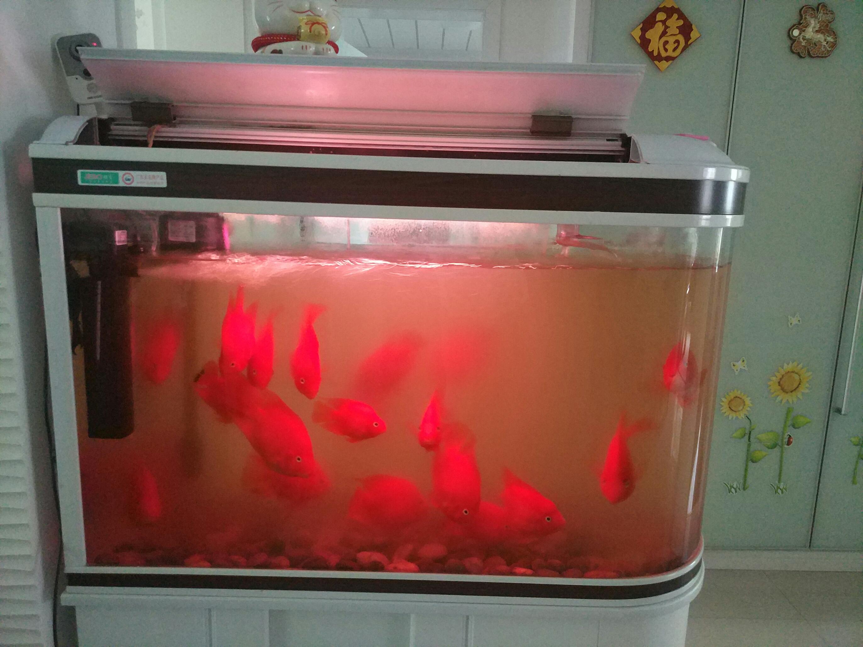 血鸚鵡魚好養嗎_血鸚鵡魚適合多少°C水溫_血鸚鵡魚