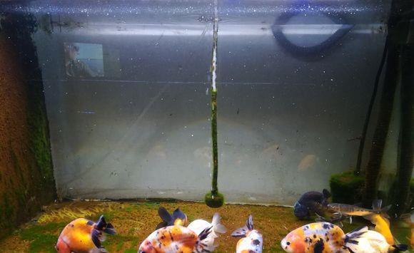 紅鸚鵡魚_紅鸚鵡魚的壽命是幾年_紅鸚鵡魚水溫多少合適