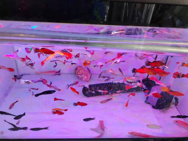 紅鸚鵡魚水溫多少合適_紅鸚鵡魚_紅鸚鵡魚的壽命是幾年