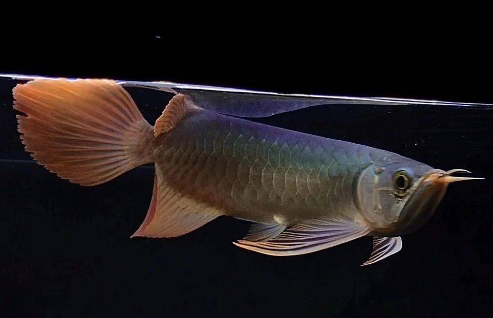 關于播放金龍魚圖片，你不知道的一些事兒