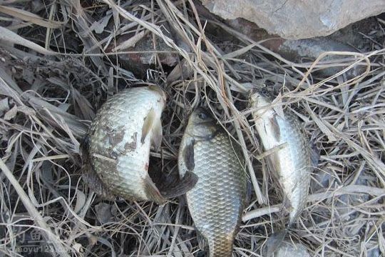 冬天釣魚_釣魚冬天打窩多久能釣到魚_釣魚冬天釣深水還是釣淺水