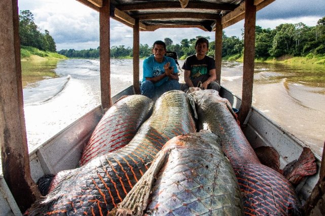 骨舌魚科_舌骨魚能吃嗎_骨舌魚科都有什么魚