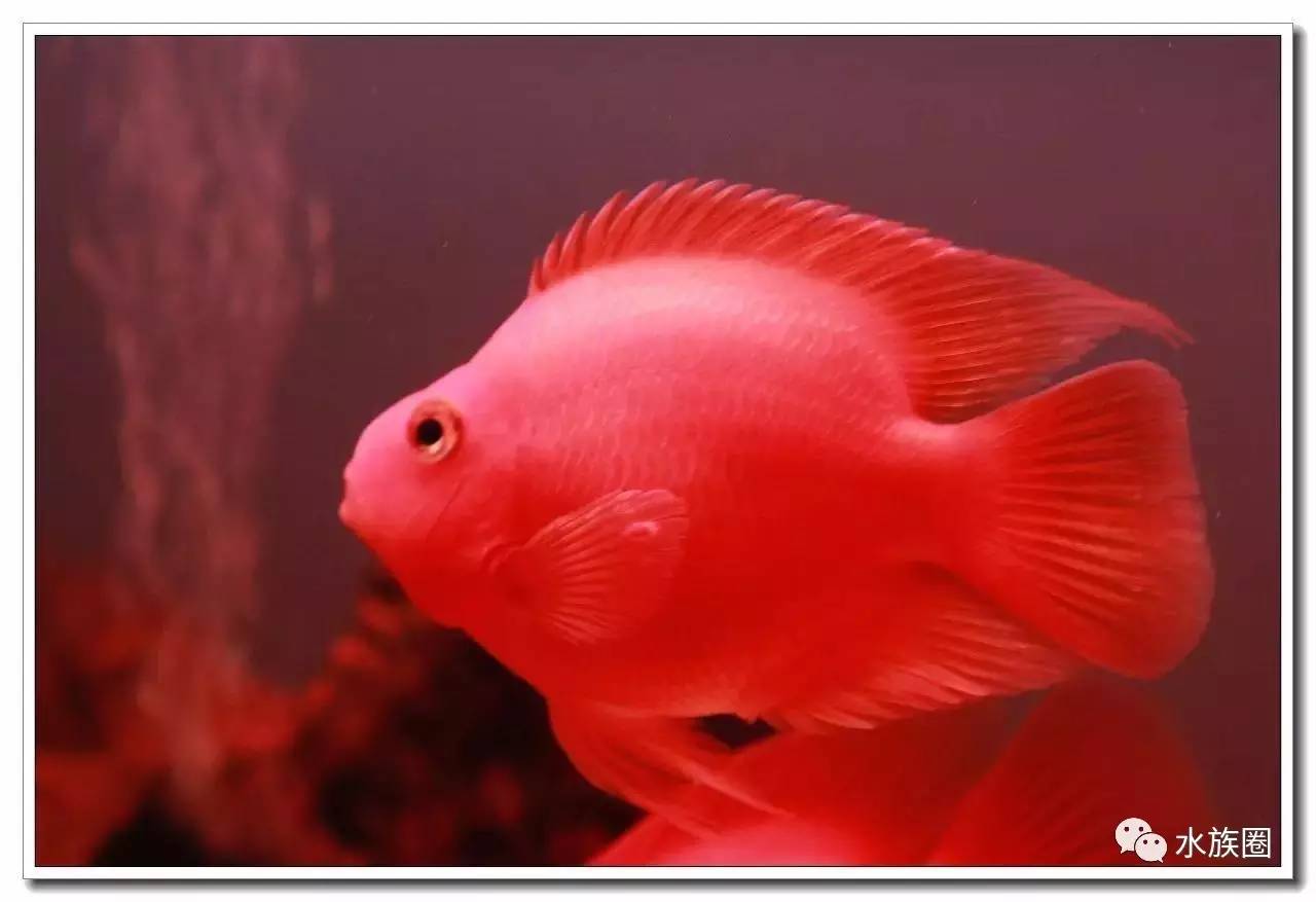 血鸚鵡魚壽命有多長_血鸚鵡魚適合多少°C水溫_血鸚鵡魚