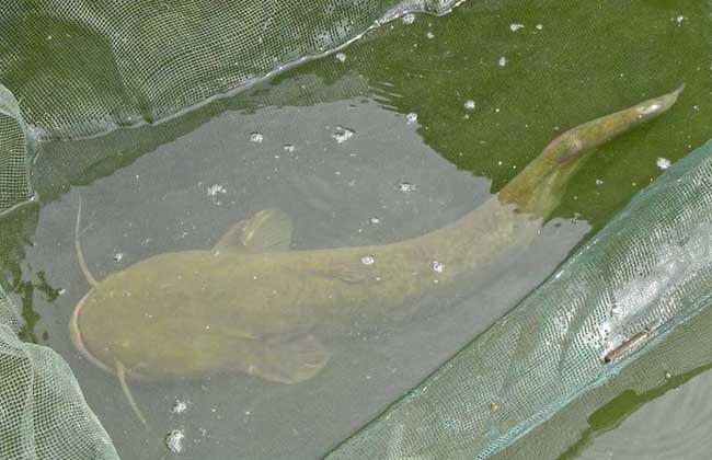 鮰魚多少錢一斤_鮰魚多少錢一斤_鮰魚多少錢一斤