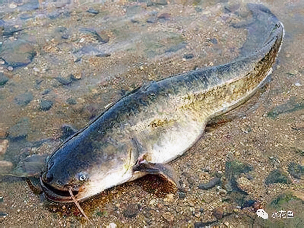 鮰魚多少錢一斤_鮰魚多少錢一斤_鮰魚多少錢一斤