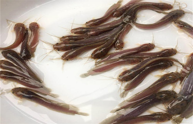 鮰魚多少錢一斤_鮰魚多少錢一斤_鮰魚多少錢一斤