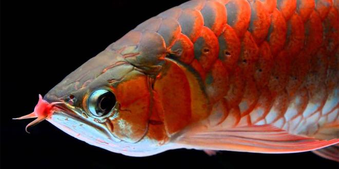什么是舌骨魚_骨舌魚科_骨舌魚科都有什么魚