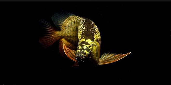 骨舌魚科_什么是舌骨魚_骨舌魚科都有什么魚
