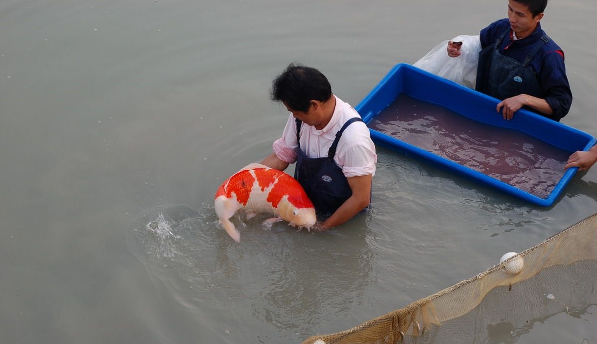 養殖錦鯉魚一年利潤_錦鯉養殖_養殖錦鯉水溫多少度適合