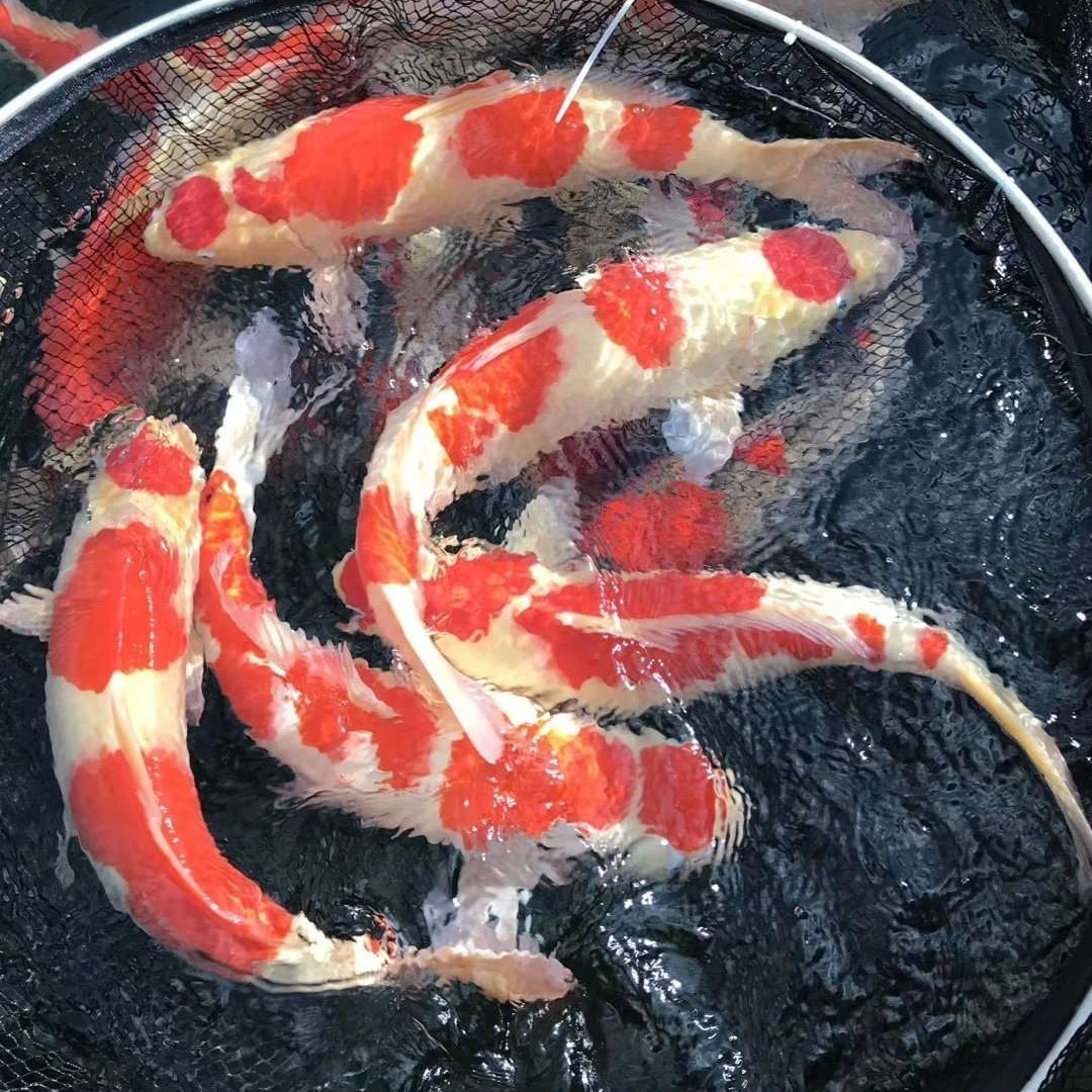 怎樣養殖錦鯉_錦鯉養殖_養殖錦鯉魚的新手需要注意什么