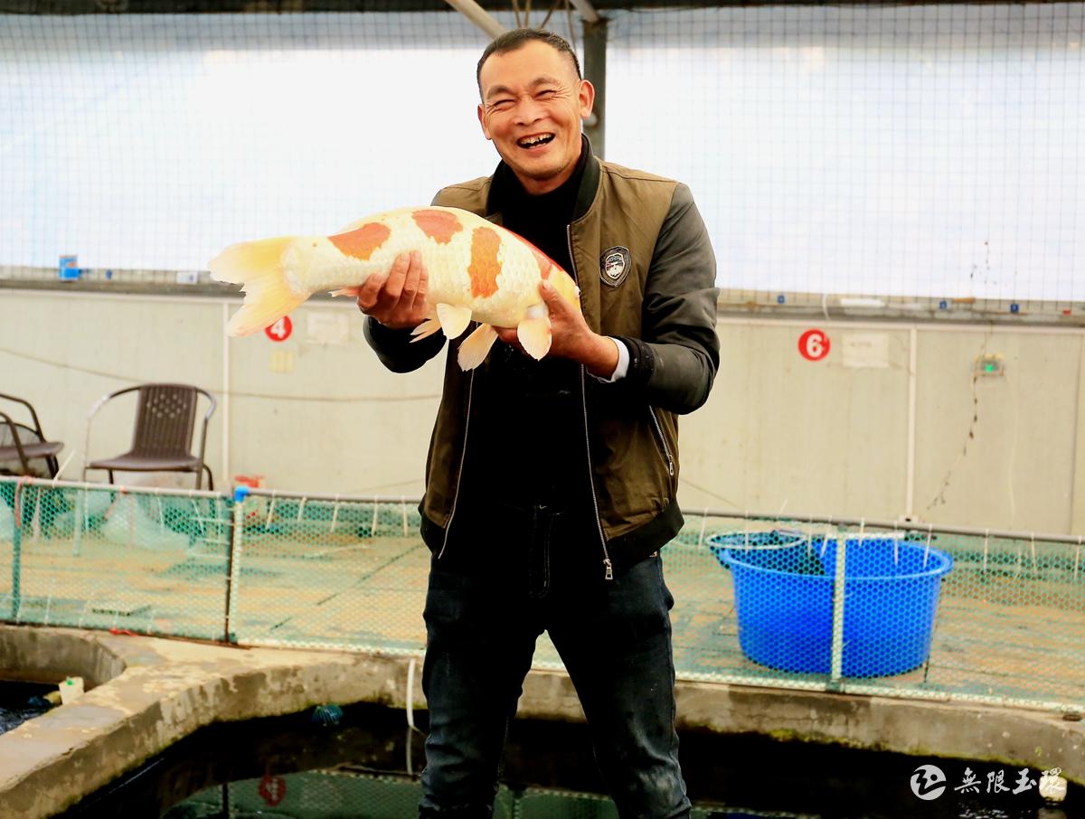 怎樣養殖錦鯉_錦鯉養殖_養殖錦鯉魚的新手需要注意什么