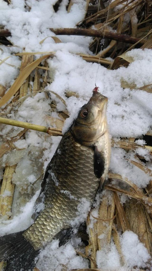 冬天釣魚技術_冬天釣魚技巧_釣魚冬天怎么釣