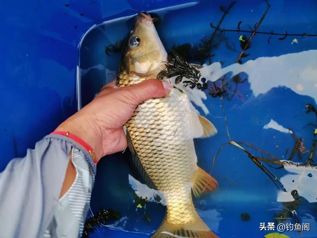 釣鯉魚餌料配方釣魚人必看_釣鯉魚餌料配方_釣鯉魚配方餌料大全
