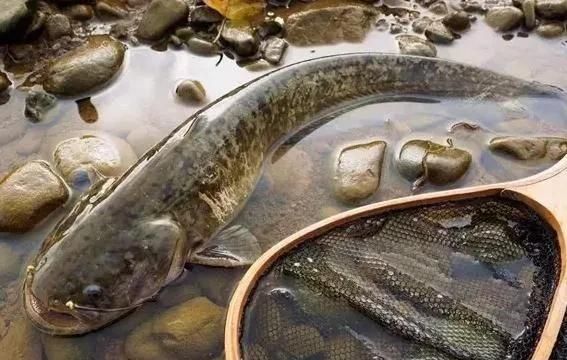 達氏鰉魚圖片_鰉魚圖片_青海湖鰉魚圖片