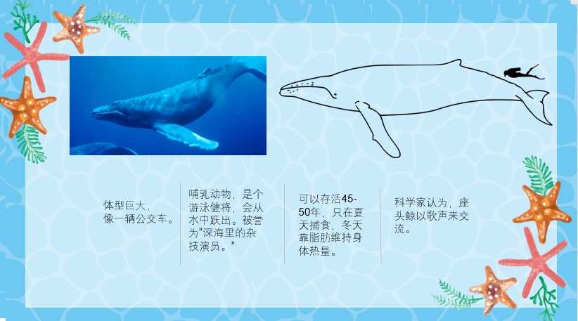 鯨種類有多少_鯨的種類_鯨種類大小排行