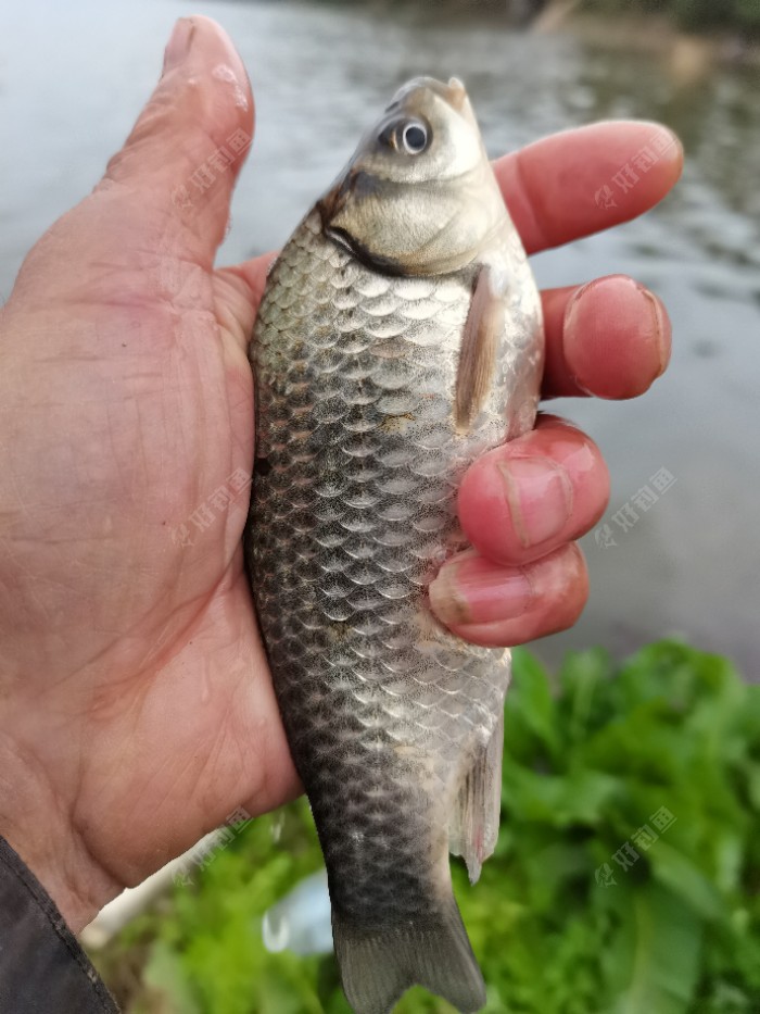 淡水魚大全_淡水魚大全_淡水魚種類大全