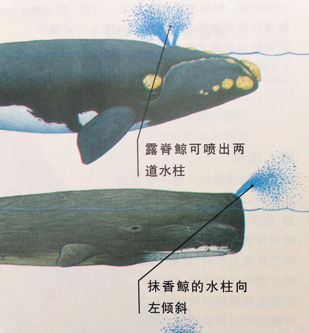 鯨種類有多少_鯨種類大全_鯨的種類