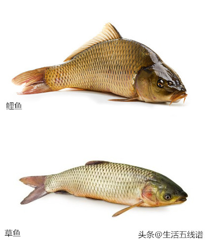 草魚價格_草魚價格最新行情今天_草魚價格今日價