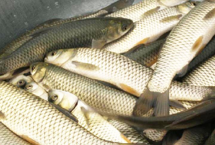 草魚價格今日價_草魚價格最新行情今天_草魚價格