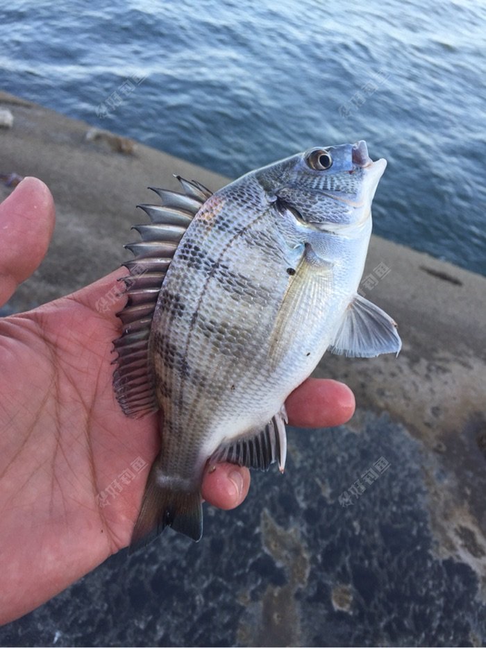 常見的深海魚圖片大全，以及高清對應的知識點
