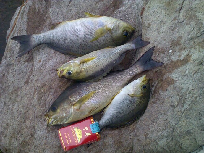 常見的深海魚_常見深海魚種類_深海常見的魚