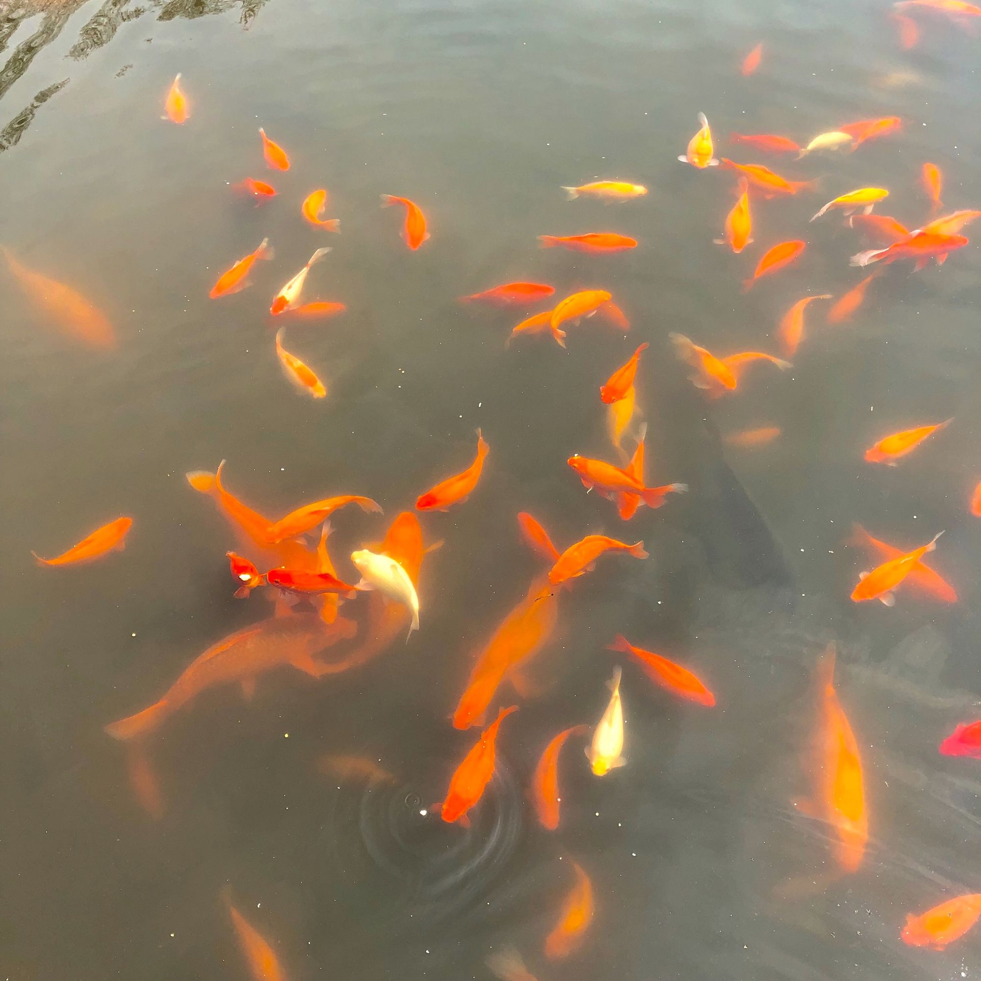 玻璃拉拉群游嗎_玻璃拉拉長多大_玻璃拉拉
