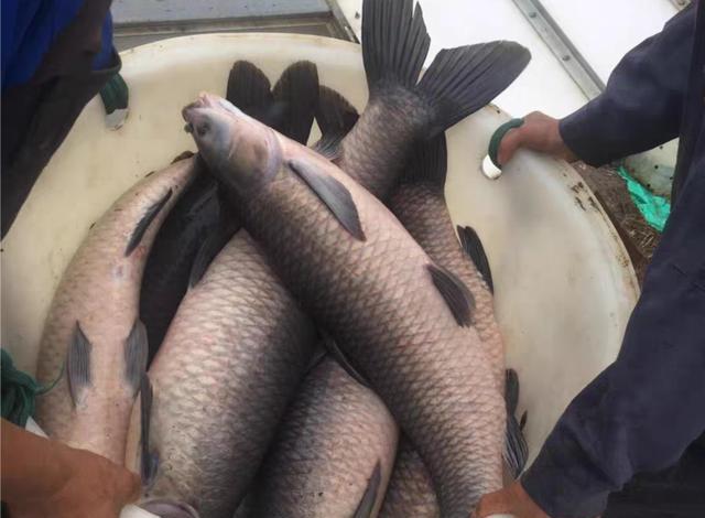 釣青魚的最佳時間及方法_青魚怎么釣_釣青魚子線多長合適