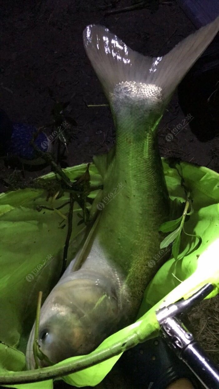青魚怎么釣_釣青魚的最佳時間及方法_釣青魚子線多長合適