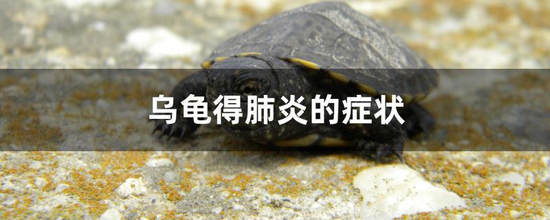 烏龜肺炎癥狀_烏龜癥狀肺炎怎么治_烏龜癥狀肺炎怎么治療