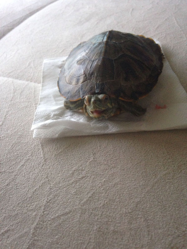 烏龜肺炎癥狀_烏龜癥狀肺炎怎么治_烏龜癥狀肺炎怎么治療