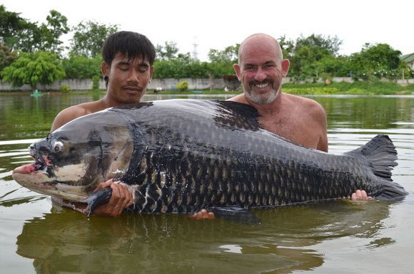 巨暹羅鯉人工養殖_暹羅巨型鯉魚_巨暹羅鯉魚