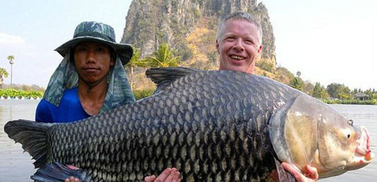 巨暹羅鯉魚_巨暹羅鯉人工養殖_暹羅巨型鯉魚
