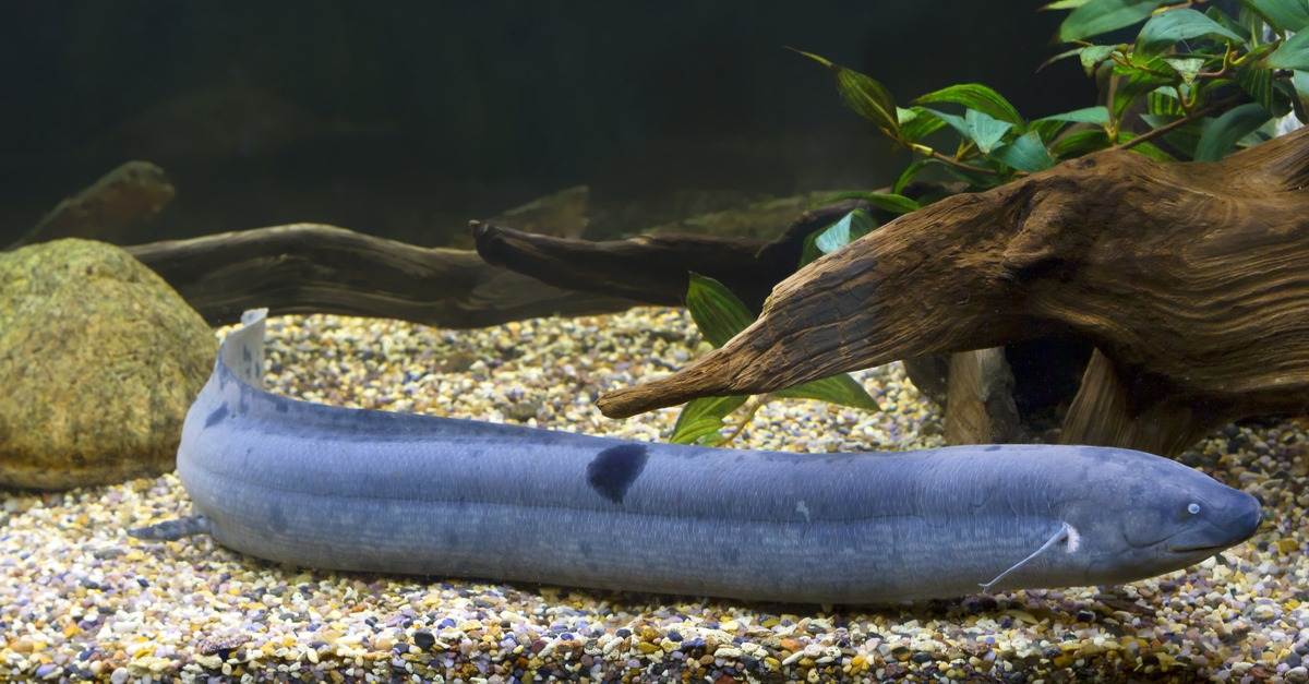 肺魚價格_肺魚多少錢一條_肺魚多少錢一只報價