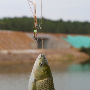 釣草魚調漂_魚塘釣草魚調漂_釣草魚調漂的正確方法調幾目