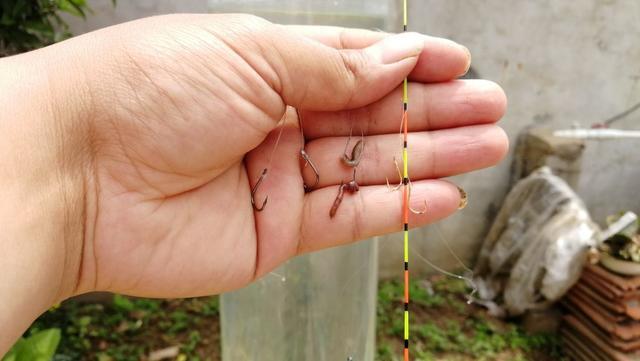 魚塘釣草魚調漂_釣草魚調漂的正確方法調幾目_釣草魚調漂