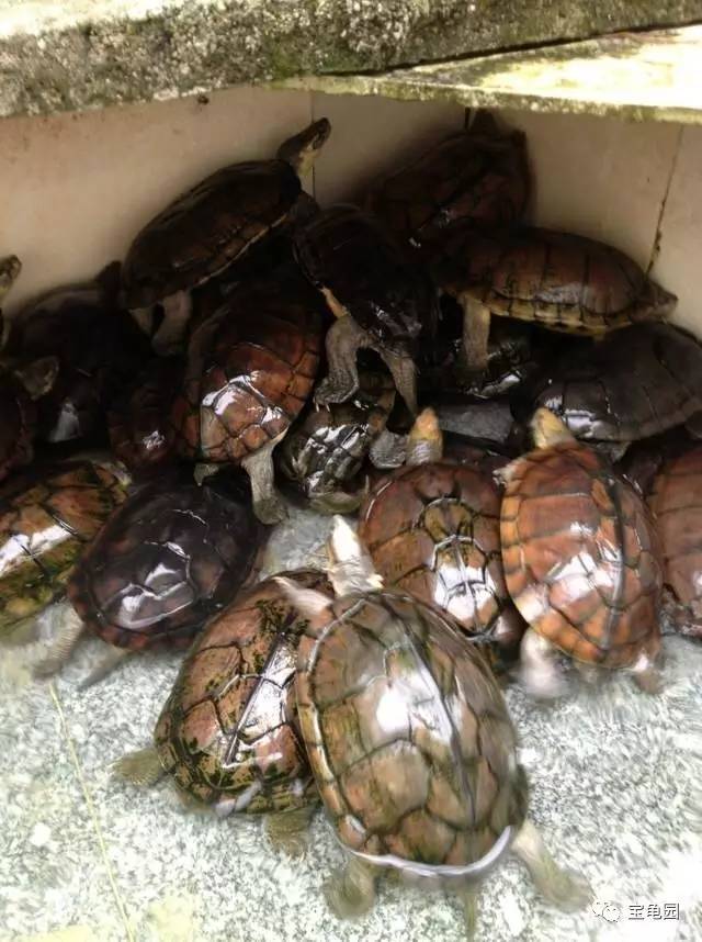 鱷魚龜養殖前景好不好_養鱷魚龜的技術視頻_鱷魚龜怎么養