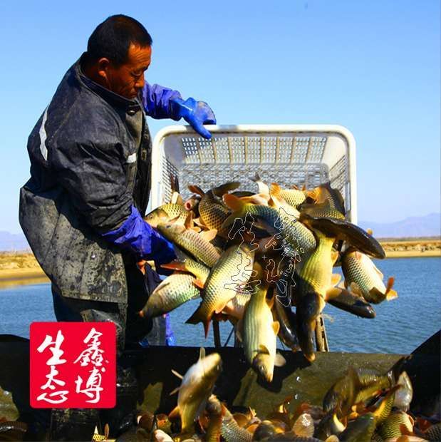 黃河鯉魚養殖_黃河鯉魚養殖視頻_黃河鯉魚養殖場