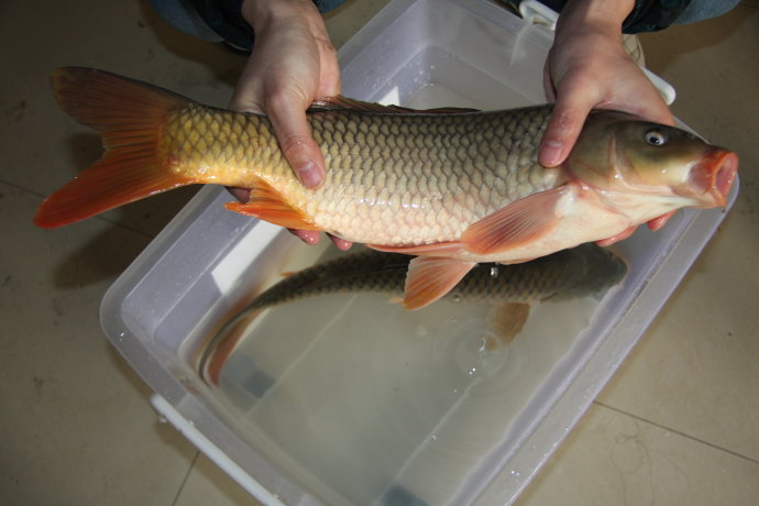 黃河鯉魚養殖基地在哪里_黃河鯉魚養殖_黃河鯉魚養殖技術
