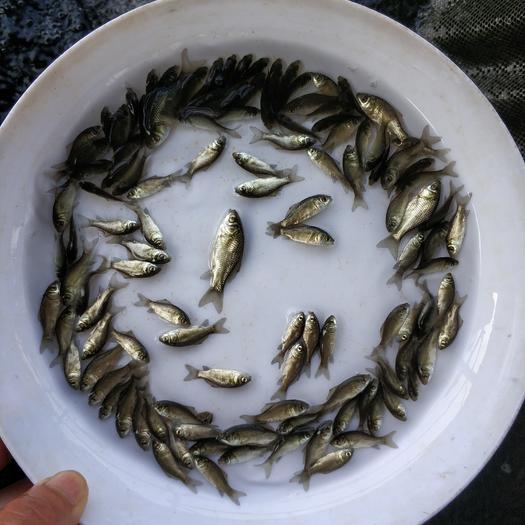 黃金鯽魚與鯽魚哪個貴_鯽魚黃金鯽的區別_黃金鯽魚和普通鯽魚有什么區別