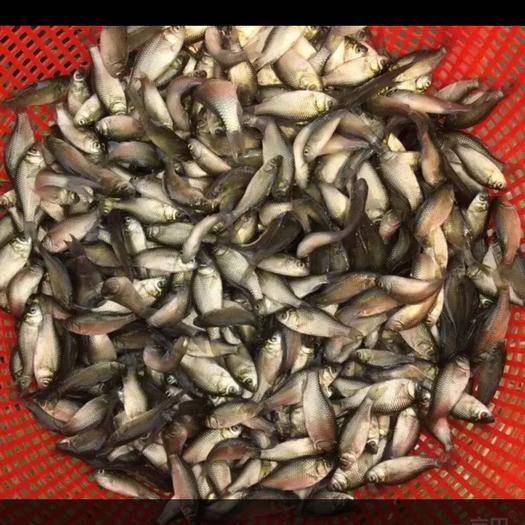黃金鯽魚與鯽魚哪個貴_黃金鯽魚和普通鯽魚有什么區別_鯽魚黃金鯽的區別