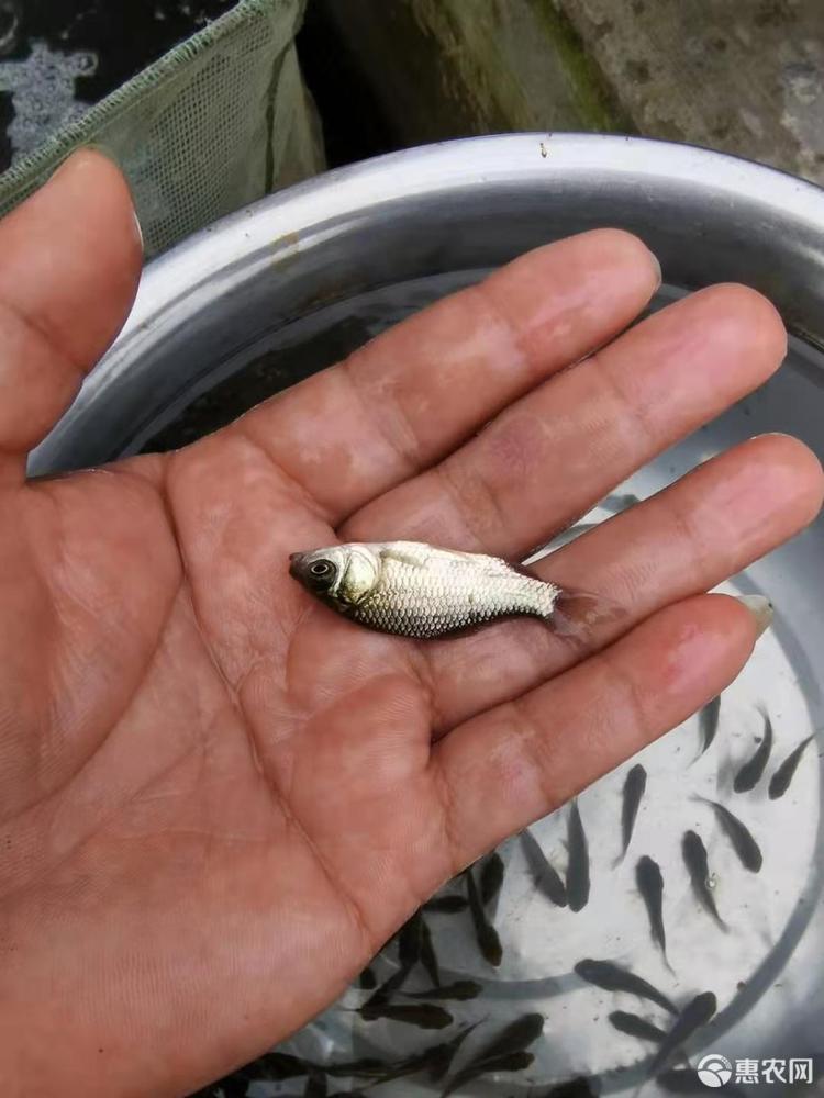 黃金鯽魚與鯽魚哪個貴_黃金鯽魚和普通鯽魚有什么區別_鯽魚黃金鯽的區別