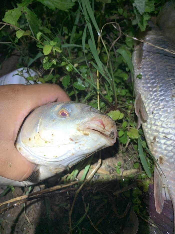 澄邁免費釣魚水庫_水庫釣魚_釣魚水庫圖片