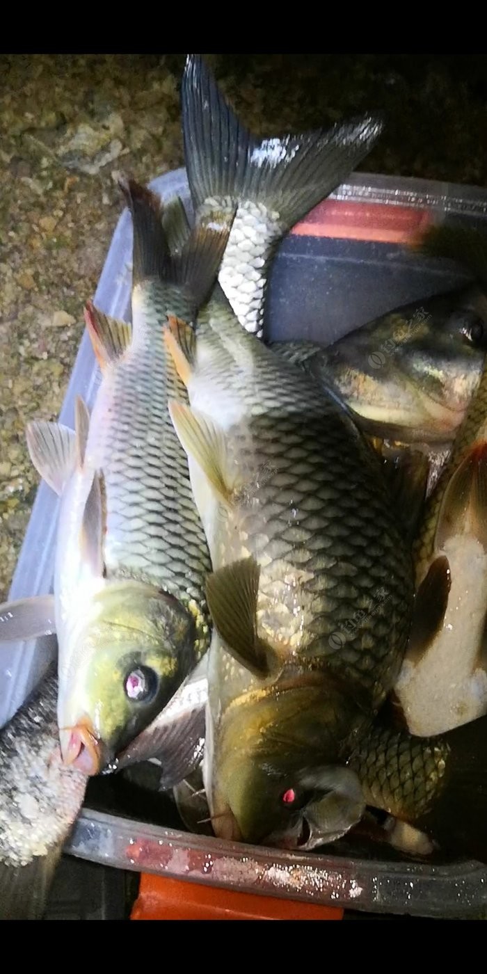水庫釣魚的兩大知識技巧，你都知道嗎？