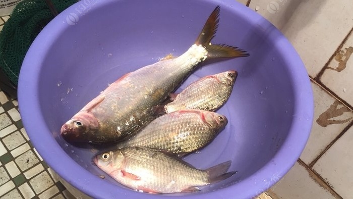水庫釣魚_釣魚水庫圖片_澄邁免費釣魚水庫