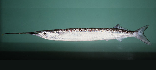 魚世界視頻高清視頻_世界上最大的魚_魚世界百科